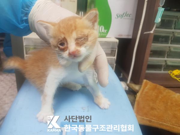 한국동물구조관리협회_441409202500733